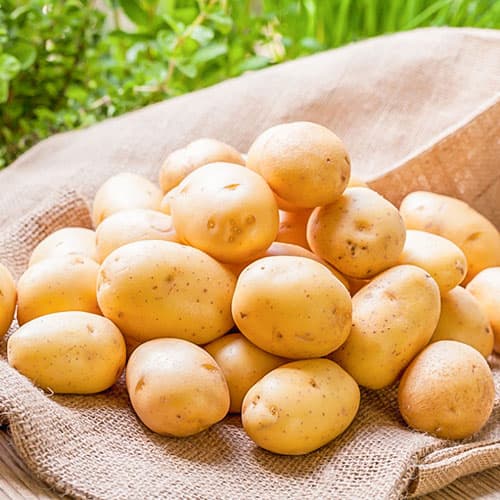 Întârzierea plantării cartofului: cum să obțineți o recoltă completă