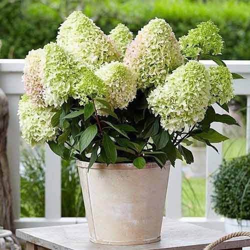 Image of Hortensia Little Lime bouquet