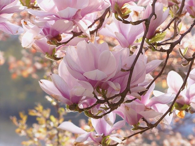 magnolia scădere în greutate)