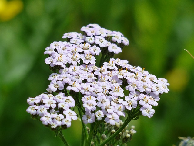 Coada soricelului