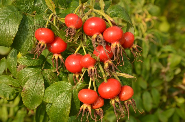 Cultivare plante medicinale - Maces