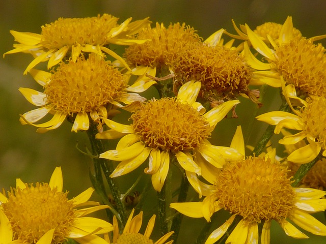 Plante medicinale - arnica