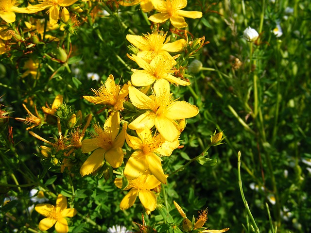 Sunatoare
