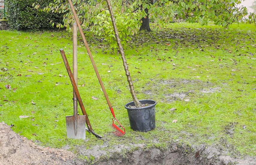 Sfaturi Plantare Pomi Fructiferi Toamna